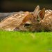 dancata-cerven-2012-04