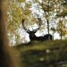 danci-10_2011-14