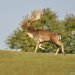 danci-10_2011-17