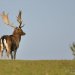 danci-10_2011-18