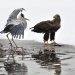 Orel mořský - White-tailed Eagle (Haliaeetus albicilla), Volavka popelavá - Grey Heron (Ardea cinerea)