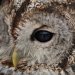 Puštík obecný - Tawny Owl (Strix aluco)