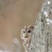 Puštík obecný - Tawny Owl (Strix aluco)