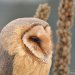 Sova pálená - Barn Owl (Tyto alba)