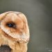 Sova pálená - Barn Owl (Tyto alba)