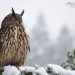 Výr velký - Eurasian Eagle Owl (Bubo bubo)