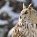 Výr velký sibiřský - Eurasian Eagle Owl (Bubo bubo sibiricus)
