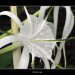 Whitestar