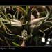 Fata-Morgana-Vystava-Orchideji-03