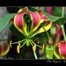 Fata-Morgana-Vystava-Orchideji-06