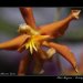 Fata-Morgana-Vystava-Orchideji-12
