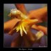 Fata-Morgana-Vystava-Orchideji-13