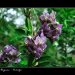 Fata-Morgana-Vystava-Orchideji-19