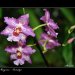 Fata-Morgana-Vystava-Orchideji-20