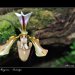 Fata-Morgana-Vystava-Orchideji-24