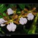 Fata-Morgana-Vystava-Orchideji-27
