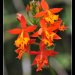 Fata-Morgana-Vystava-Orchideji-30