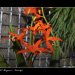 Fata-Morgana-Vystava-Orchideji-33