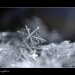 snowflakes-2