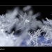 snowflakes-4