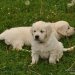 zlaty-retriver-stenata-2011-28