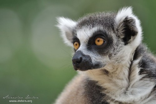 zoo_praha_akce_canon_zoom_2012_08