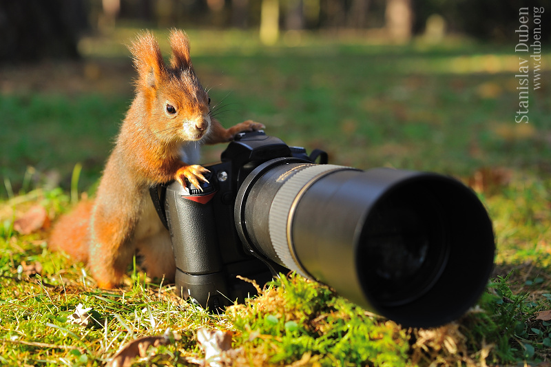 <i>Pravý wildlife fotograf</i><span>savci, veverky, zvířata</span>