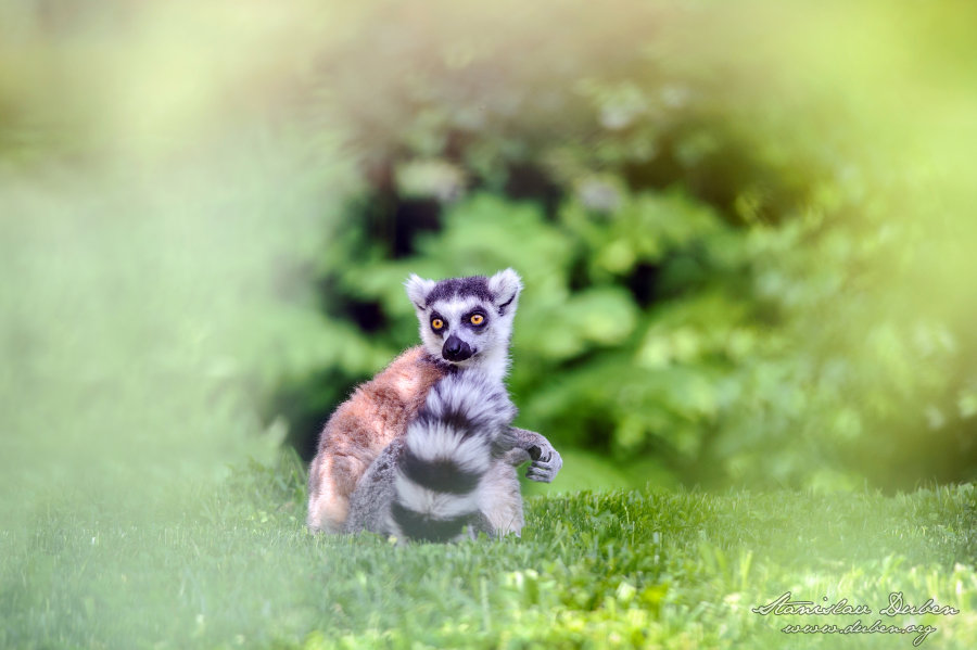 <i>Lemur kata</i><span>savci, zvířata</span>