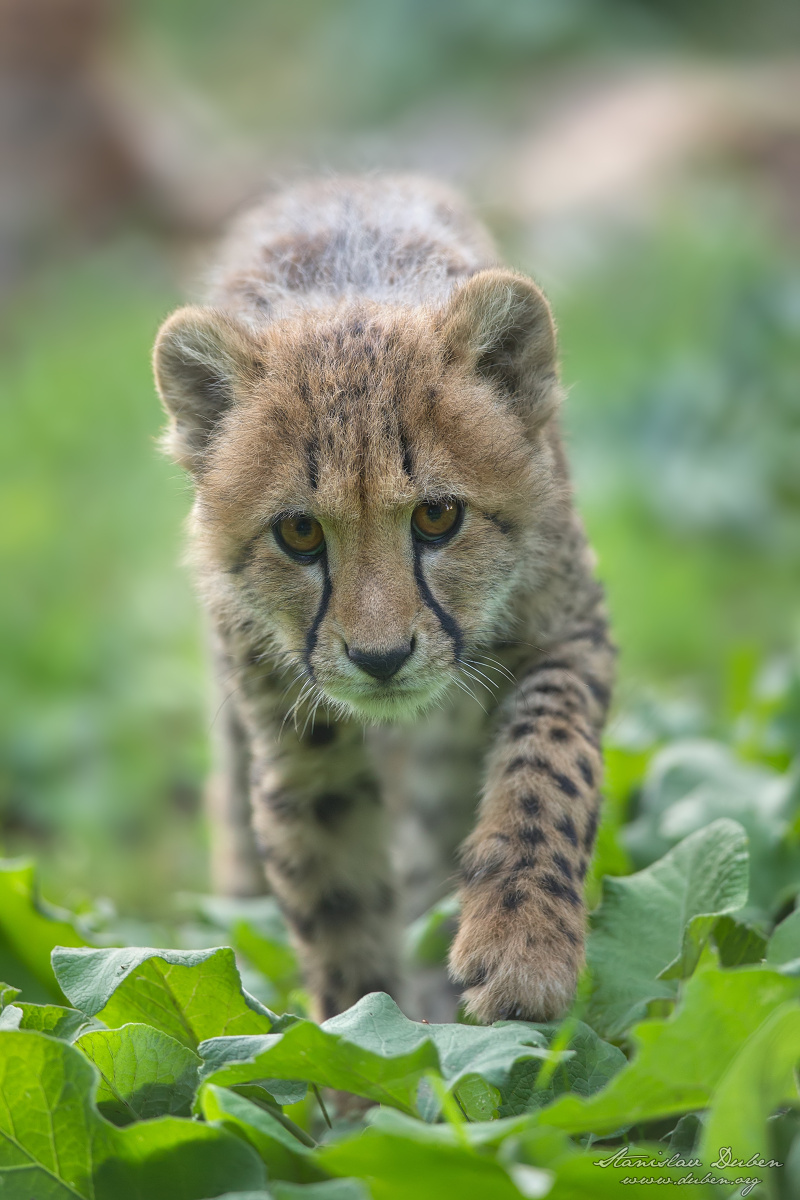 <i>Gepard</i><span>savci, šelmy, zvířata</span>
