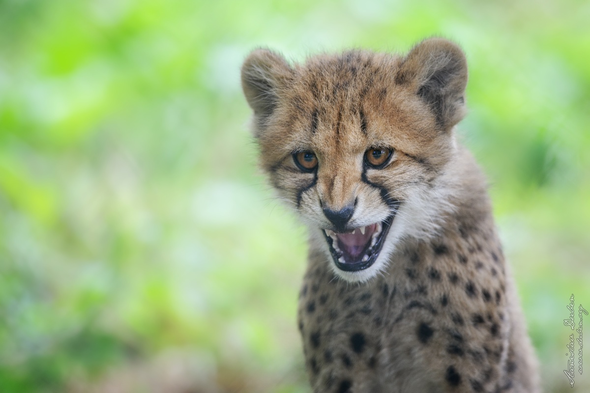 <i>Gepard</i><span>savci, šelmy, zvířata</span>