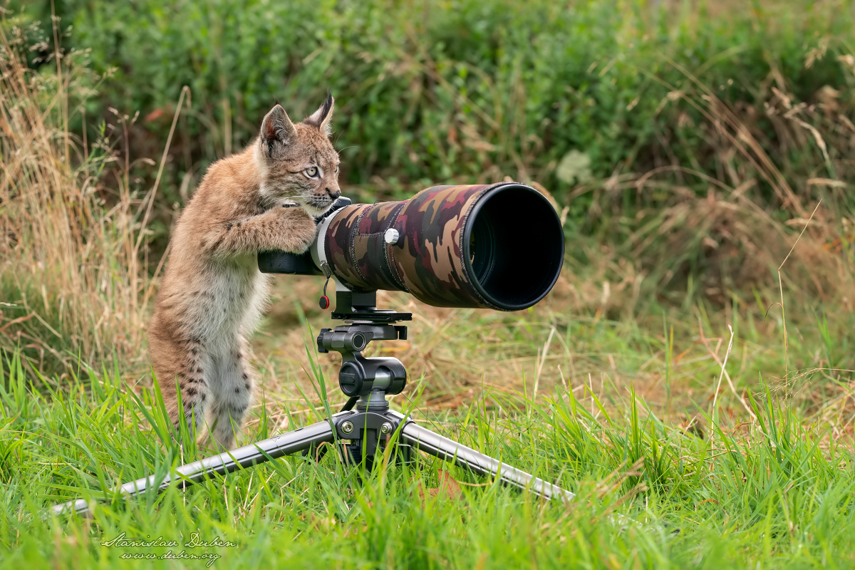 <i>Rys fotograf</i><span>savci, šelmy, zvířata</span>