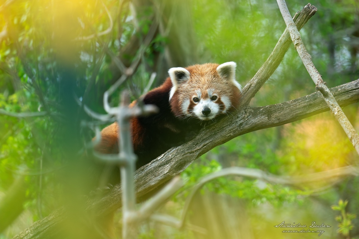 <i>Panda červená</i><span>savci, šelmy, zvířata</span>