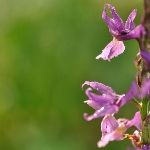 ceske-orchideje-small