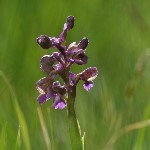 foceni-orchideji-v-ceskem-krasu