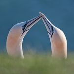 helgoland-intro