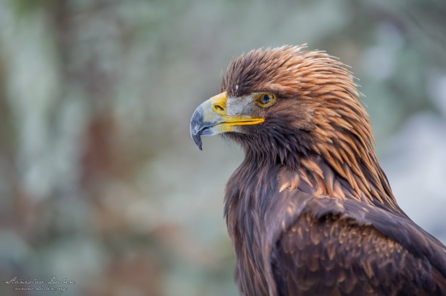 20190105 Stanislav Duben Orel skalni DSC 5150 Edit