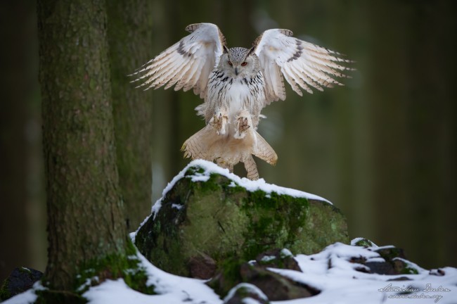 20190105 Stanislav Duben Prague Landing of an angel DSC 5558 Edit