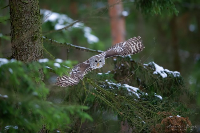 20190105 Stanislav Duben Pustik belavy DSC 5229 Edit