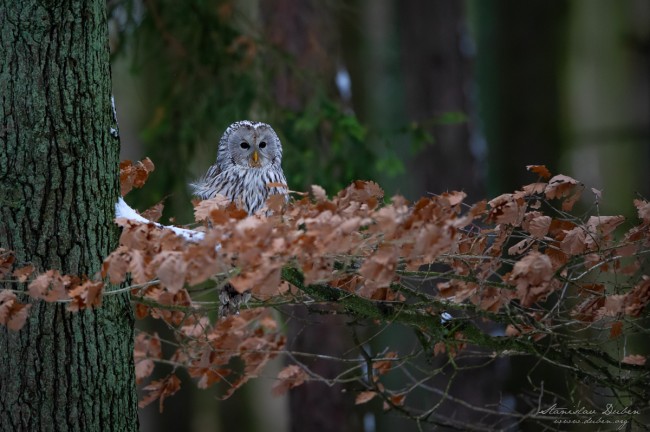 20190105 Stanislav Duben Pustik belavy DSC 5315 Edit