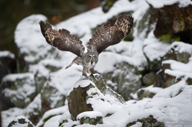 20190105 Stanislav Duben Pustik bradaty DSC 5178 Edit