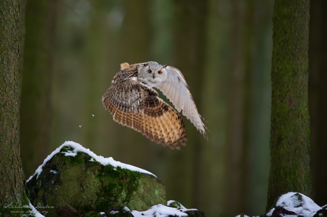 20190105 Stanislav Duben Vyr zapadosibirsky DSC 5603 Edit