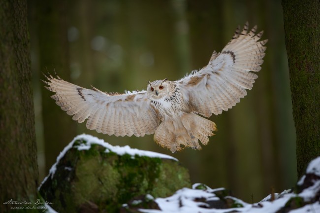 20190105 Stanislav Duben Vyr zapadosibirsky DSC 5668 Edit