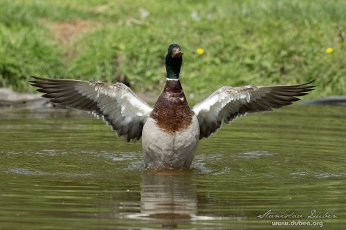 canon_mark_1d_x_1