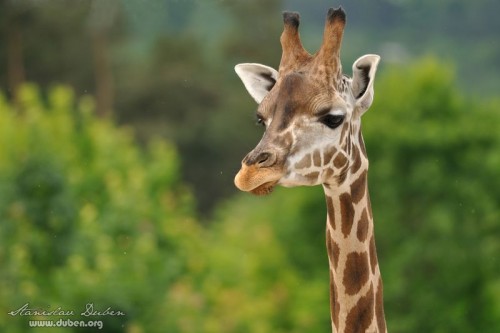 zoo_praha_akce_canon_zoom_2012_01