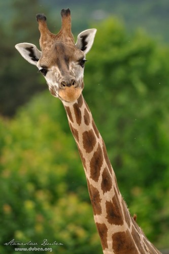 zoo_praha_akce_canon_zoom_2012_02