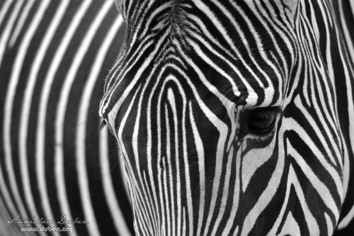 zoo_praha_akce_canon_zoom_2012_03