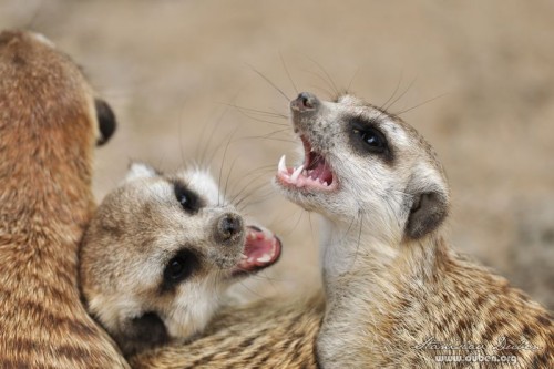zoo_praha_akce_canon_zoom_2012_04