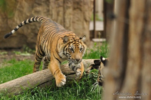 zoo_praha_akce_canon_zoom_2012_07