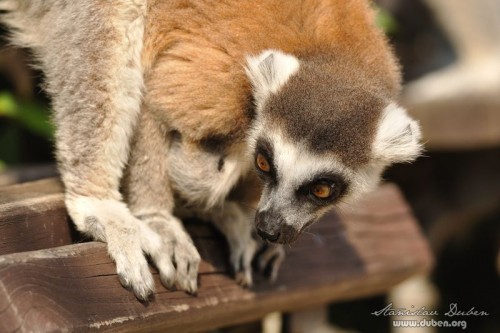 zoo_praha_akce_canon_zoom_2012_17