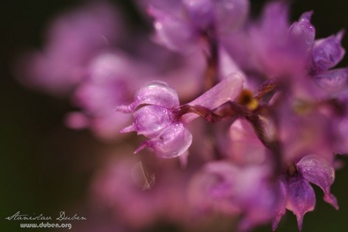 ceske-orchideje-05-2012_10